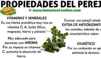 Propiedades medicinales del perejil para adelgazar