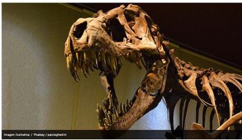 Hallan un enorme cráneo de un tiranosaurio en EE. UU.