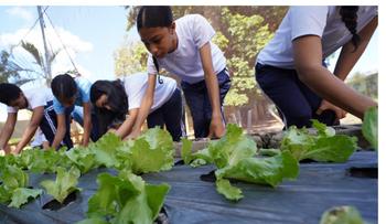 Los huertos escolares del INABIE fomentan conciencia ambiental y alimentaria