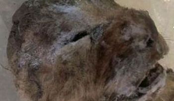 Hallan dos leones cavernarios congelados hace 10 mil años