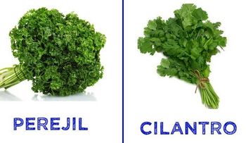 Por que no me lo dijeron antes: El cilantro y el perejil te salvan de la diabetes, hígado, riñones, páncreas, vista y colesterol