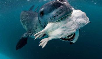 Un fotógrafo se encuentra con el depredador más feroz de la Antártida