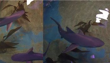 Hallan familia con 10 tiburones como mascotas en una casa en NY