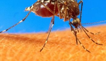 Salud Pública dice han bajado casos sospechosos de fiebre Chikungunya 