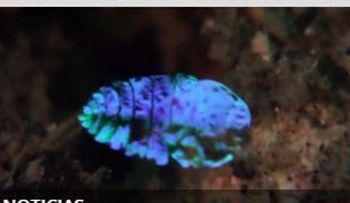 Gran descubrimiento de un animal que se vuelve invisible  (VIDEO) 