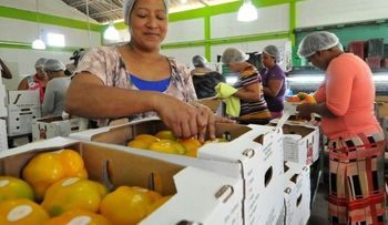 Gobierno supera los RD$54,000 millones financiados a la agropecuaria