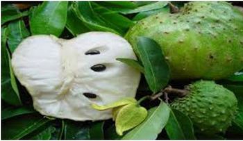 Conoce la fruta más potente del MUNDO para matar el cáncer que la quimioterapia (VIDEO)