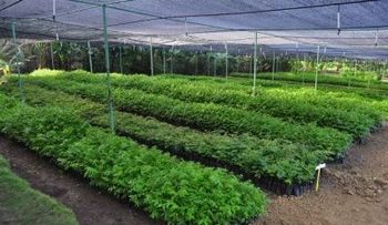 MA producirá este año 30 millones de árboles para garantizar demanda de reforestación local