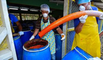 Inicia exportación de ají tabasco para Estados Unidos