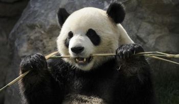 China prohíbe que los osos pandas hagan pronósticos del Mundial
