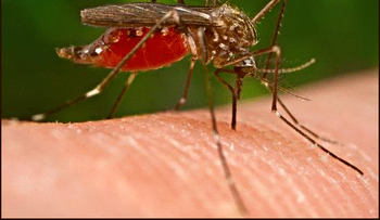 ¿Lo que debe saber del  virus sin cura de la chikungunya que se propaga por América?  