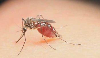 Escasez de medicinas deja a Venezuela vulnerable ante zika
