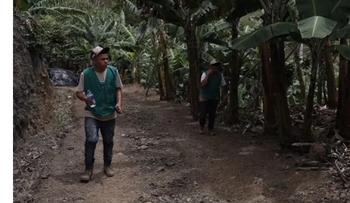 En Naranjal, 100 familias cambian coca por cítricos y café
