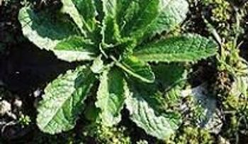 La lechuga silvestre sirve como analgésico y aparece en el patio trasero