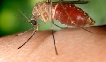 Los mosquitos no siempre desearon la sangre humana
