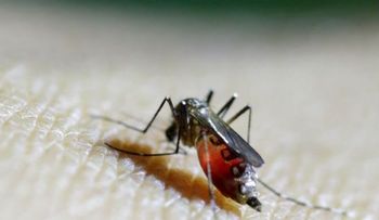 Cuba anuncia su primer caso de zika, le llegó de Venezuela
