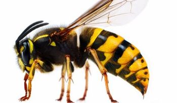 El veneno de las avispas, posible cura para el cáncer de mama