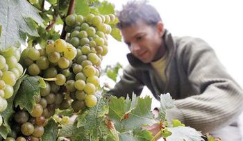 Las uvas contienen una toxina que puede ser cancerígena 