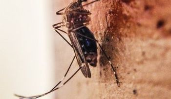 República Dominicana y Brasil reportan potenciales casos del virus Zika
