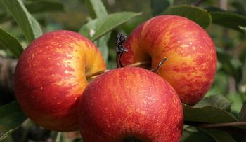 Una manzana al día para mantener a raya el colesterol
