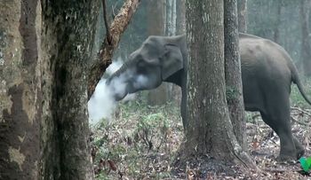 El elefante "fumador" que asombra a los científicos