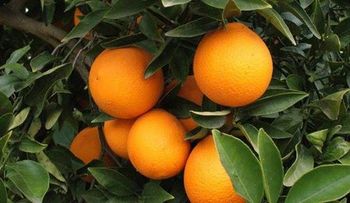4 alimentos crudos buenos para el organismo