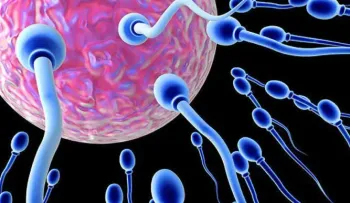 Descubren una proteína que podría mejorar los tratamientos de fertilidad