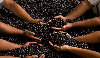Descubren el Superalimento que Revoluciona el Deseo y la Vitalidad 