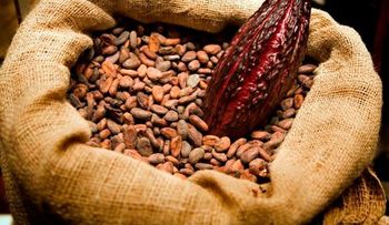 El cacao retrasa avance diabetes tipo 2