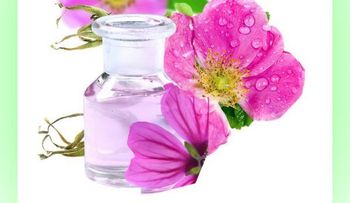 Aceite de rosa mosqueta, un gran aliado para la belleza