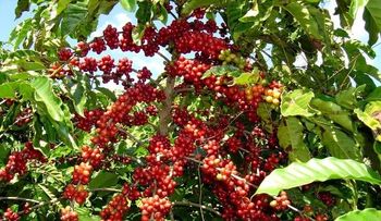 CODOCAFE realiza seminario â??Hacia una Política de Desarrollo Cafeteroâ?   