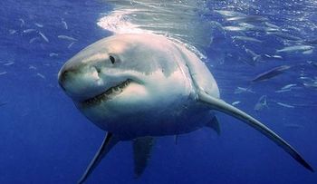 Un tiburón le arranca una pierna a un surfista en la isla francesa La Reunión