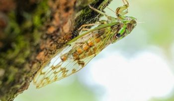 La horrorosa historia de cigarras zombis sin genitales que tratan de tener sexo con lo que encuentran