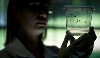 República Dominicana no está entre países AL con casos virus del Zika