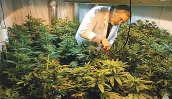 Confesión de un doctor: tenía cáncer y el aceite de marihuana me devolvió la vida