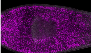 Regeneración se activa por daño celular, no por células madre