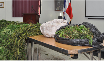 DNCD decomisa  en Baní, 217 plantas de marihuana, del mismo propietario de las 1, 317