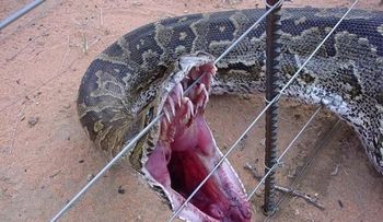 Enorme serpiente 20 pies largos se encuentra suelta a 45 kilómetros del Alto Manhattan