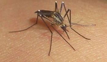 Colombia alerta ante llegada del chikungunya 