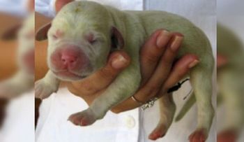 Insólito. Perrito nace con piel verde