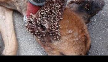Una infusión de manzanilla es el mejor remedio para eliminar garrapatas de tu perro 