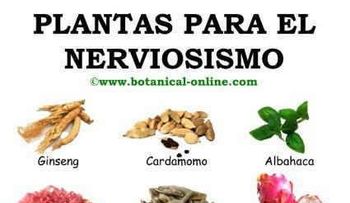 La lechuga sirve contra la ansiedad y el nerviosismo, es útil contra el insomnio y reduce el colesterol