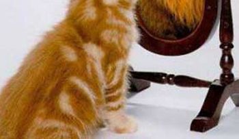 De León a gatito