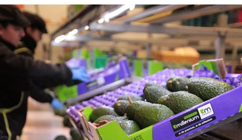 Aguacates y cerveza con limón entran al IPC