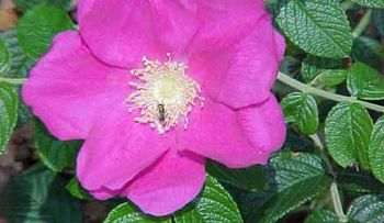Remedios para las boqueras, llagas..., Aceite de Rosa Mosqueta