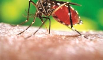 5 trucos para que no te azote la chikungunya 