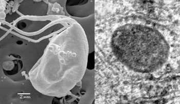 Hallan un microbio imposible que contradice a la ciencia