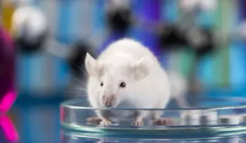 Organoides cerebrales humanos trasplantados a ratas responden a estímulos visuales