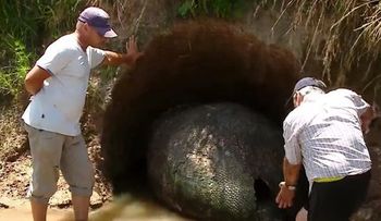 Encontró un "huevo" gigante y resultó algo extraordinario