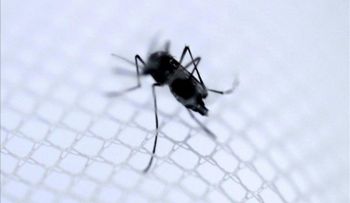 Confirman brote virus del Zika, que transmite mosquito del dengue y el chikunguña 